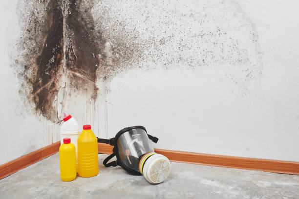 Best Attic Mold Removal  in Newcastle, OK