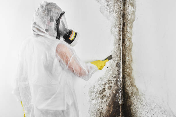 Best Attic Mold Removal  in Newcastle, OK