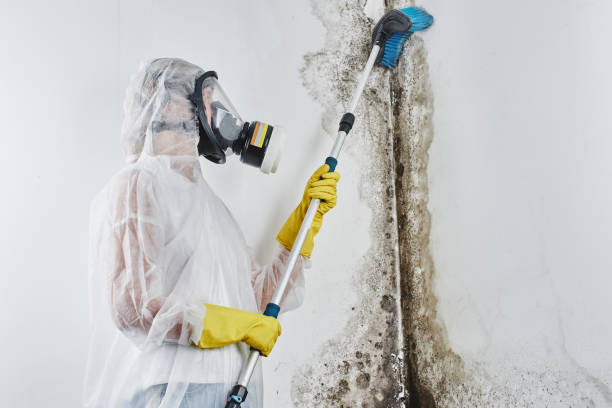 Mold Removal Process in Newcastle, OK