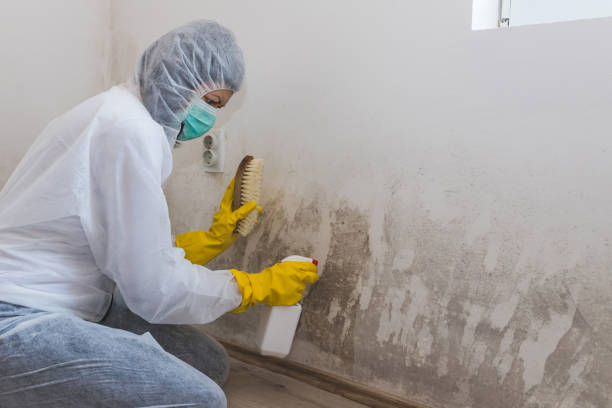 Best Black Mold Removal  in Newcastle, OK