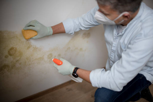 Reliable Newcastle, OK Mold Removal Solutions