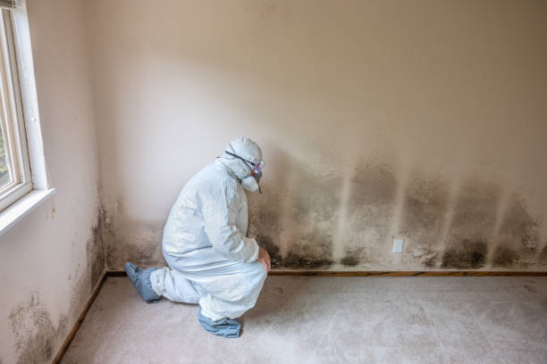 Best Mold Removal Company Near Me  in Newcastle, OK