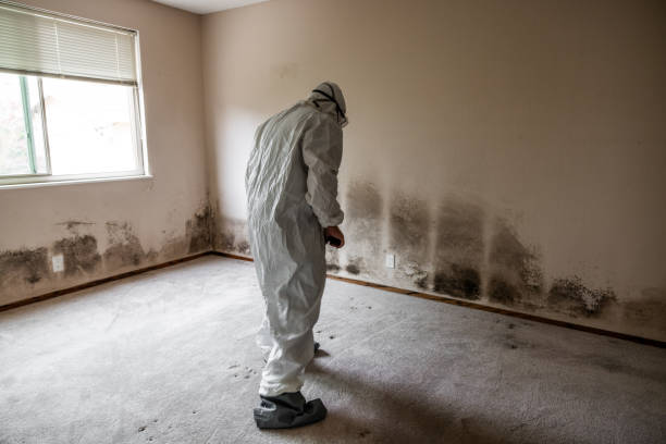 Best Mold Remediation Experts  in Newcastle, OK