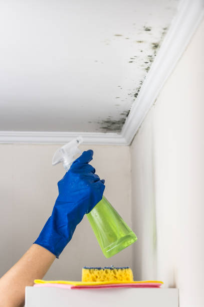 Best Same-Day Mold Removal  in Newcastle, OK